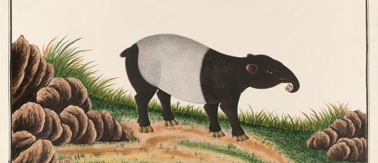 HistoriaSG: A Tale of Thomases and Tapirs